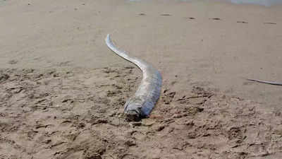 Oarfish sighting: What is it and why is it called the 'doomsday fish'; all you need to know