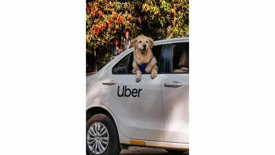 Uber Pet service rolls out in Delhi and Mumbai: Here’s how to book