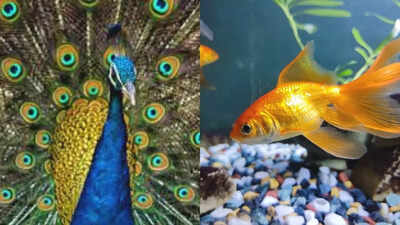 7 animals that are known for spreading positive energy and good vibes