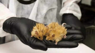 Scientists create ‘woolly mice’ with mammoth traits—can it help bring back the extinct species?