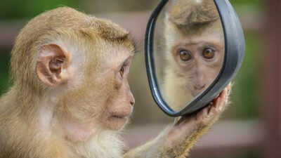 Watch: Wild monkey has become a self appointed traffic police