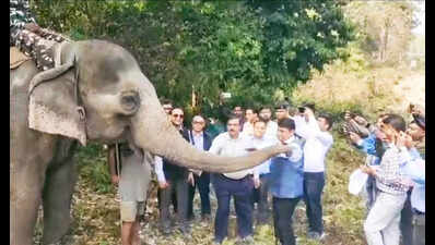 Man dies as jumbo steps on him after whistle scare