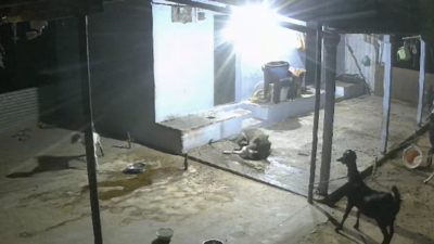 Watch: Leopard strays into Coimbatore farmhouse from reserve forest in search of goats