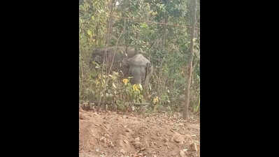 Elephant poaching: Forester, forest guard suspended in Dharmapuri