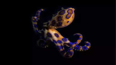 Blue-ringed octopus: Discover the tiny animal whose venom can kill you in 20 minutes and has no antidote