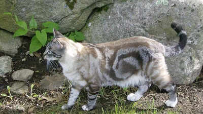10 unique cat fur patterns that will amaze you