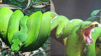 Green tree python vs Emerald tree boa: Know about their habitat, size and key differences