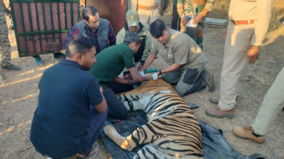 Tigress P-234 from Panna Tiger Reserve transferred to Madhav National Park in MP's Shivpuri