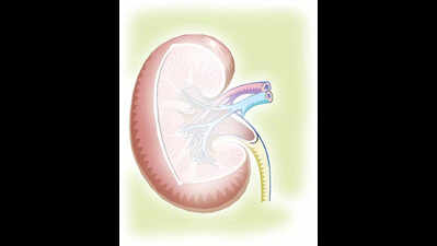 Keep kidneys healthy with regular screening, active lifestyle: Doctors