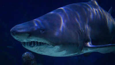Largest shark ever lived was not as bulky as we thought—scientists uncover shocking details