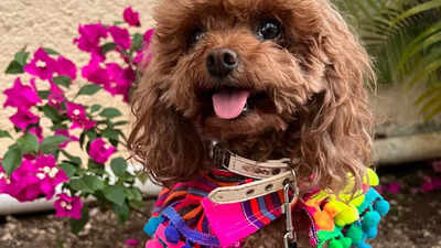 Pet care during Holi 2025