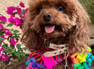 Pet care during Holi 2025