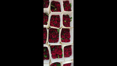 Fortunes bloom for Maharashtra farmers as roses bring sweet smell of success