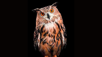 Owls & Us: Seeing in the dark