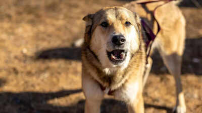 Why do dogs tend to bark at some people specifically and not all?