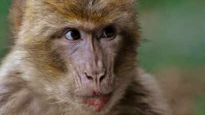 Watch! Expensive phone swapped for THIS? Vrindavan monkey’s trade leaves the internet in stitches