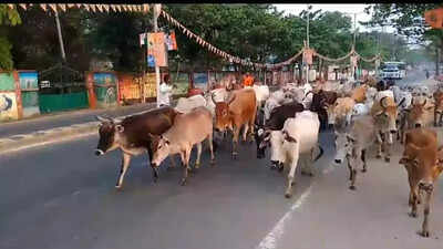 ‘Smuggler’ held with 70 heads of cattle