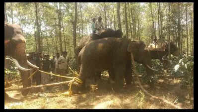 Tusker captured from coffee estate in Belur