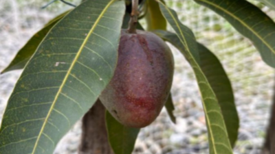 Miyazaki, priciest of mango varieties at Rs 2k per kg, is a luxury