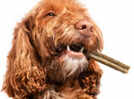 Protect That Bite: Dental Care for Dogs