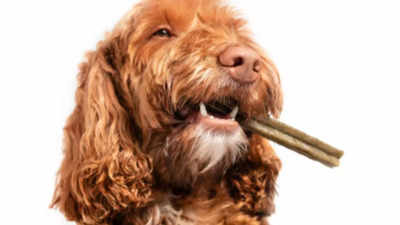 Protect That Bite: Dental Care for Dogs