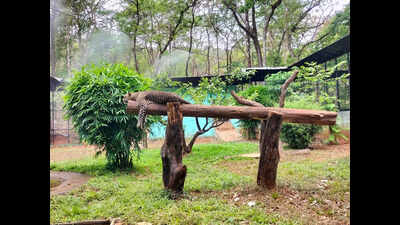 Nine natural enclosures get glass viewing panels at Bondla zoo