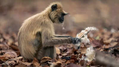 WATCH: Injured langur walks into a pharmacy for help– what happens next will melt your heart!