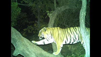 Tiger Walker II finally spotted in trap camera at Gautala