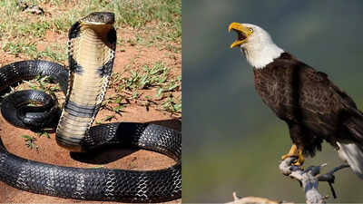 King cobra vs Eagle: Key difference on the basis of speed, strength, vision and more- who would win in a battle of nature's predators