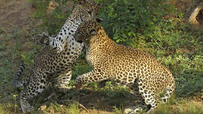 WATCH: Male leopard unexpectedly stops a heated fight between female leopards, and netizens have hilarious takes
