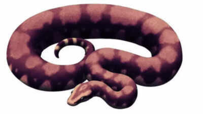 Is this snake actually longer than a school bus? Get to know Vasuki indicus, the longest snake to have ever lived