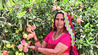 Himalayan apples in Rajasthan: Farmers grow orchards in the scorching Thar desert
