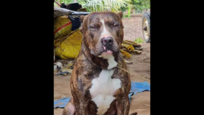 Pitbull dies after 40-min battle with cobra, saves Karnataka family