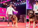Indian man buys world's most expensive pet dog worth INR 50 crore: All about the rare 'wolfdog'