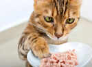Pet food recalled after reports of cat deaths and illness: How to protect your pets