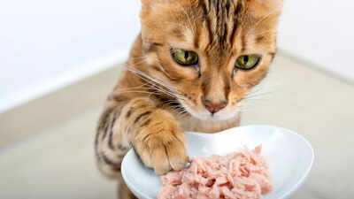 Pet food recalled after reports of cat deaths and illness: How to protect your pets