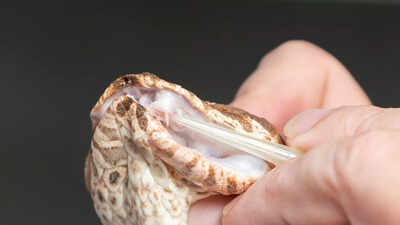 This three-fanged venomous snake may be the ‘world's most dangerous death adder’