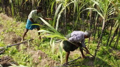 Allow using cane juice to make local liquor: Haryana BJP MP