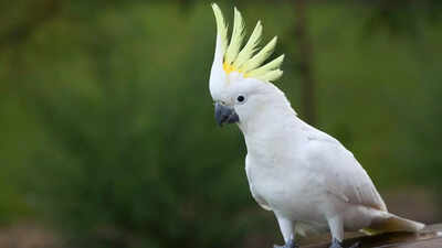 Mass bird deaths in Australia—experts suspect shocking cause