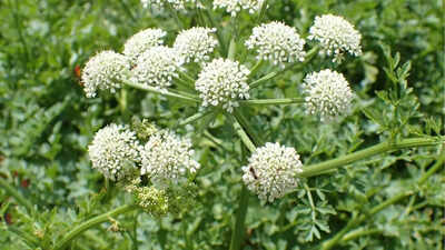 Hemlock water dropwort, a plant that ‘kills a person with smile’— know its deadly nature, uses and more