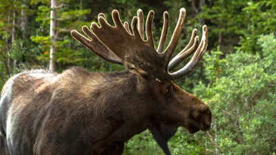 VIRAL: “Back off, human!” Moose gives tourist a reality check in must-see video