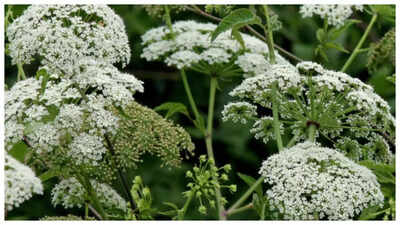 The victims of this poisonous plant die with a strange smile on their faces