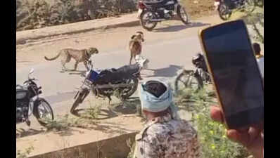 5 cheetahs wander out of Kuno, get pelted with stones