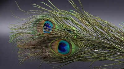 Peacock Feather: 10 Most Powerful Remedies and Benefits