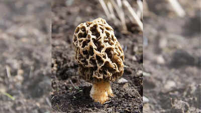 Rs 40,000 for fungus? What makes Gucchi mushrooms the most expensive in India