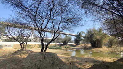 How Bengaluru residents, others pitched in with Rs 30 lakh to revive a lake