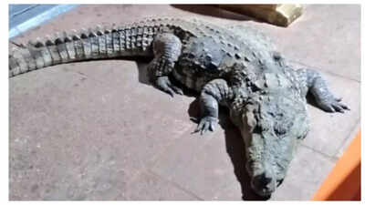 This vegetarian crocodile lived and died inside a temple. A year after his death, another one appeared in his place...