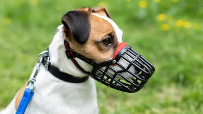 Decoding the muzzle puzzle: All you need to know before putting a muzzle on your dog