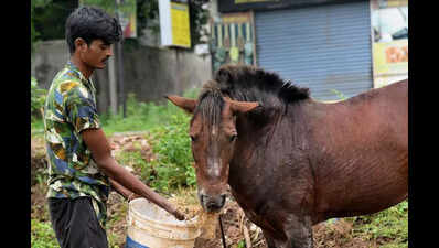 Jharkhand bans spiked bits on horses