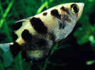 THIS exotic freshwater pet fish can shoot down its prey